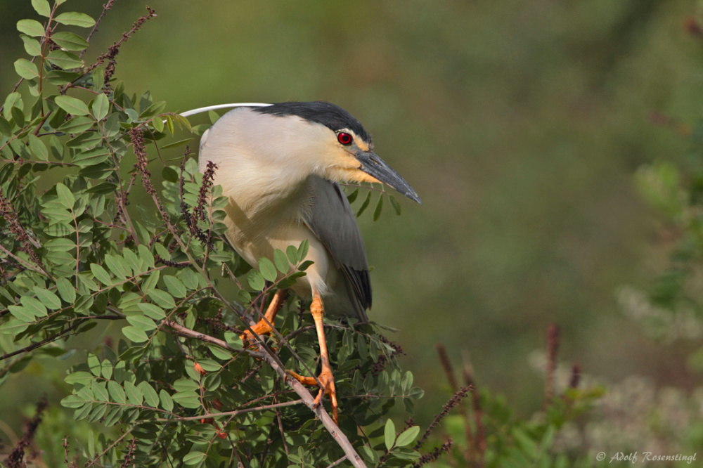 Nachtreiher (Nycticorax nycticorax)