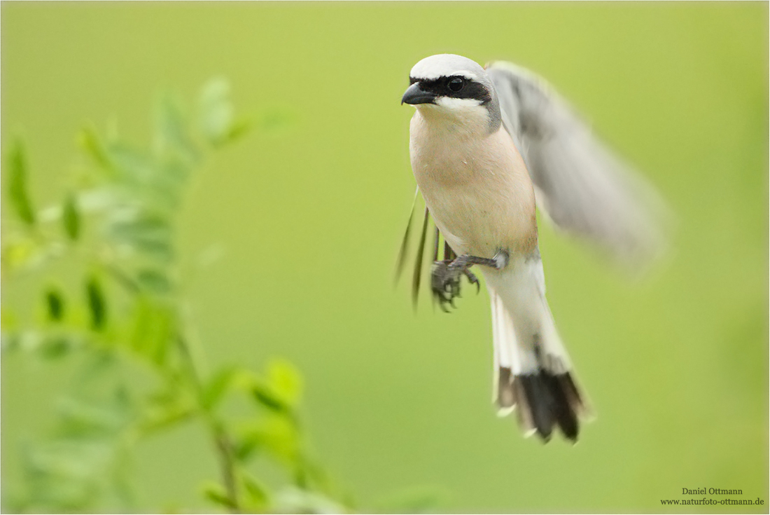 Im Rüttelflug