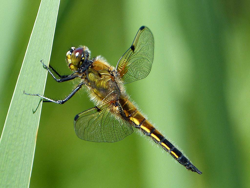 Plattbauch (Libellula depressa)