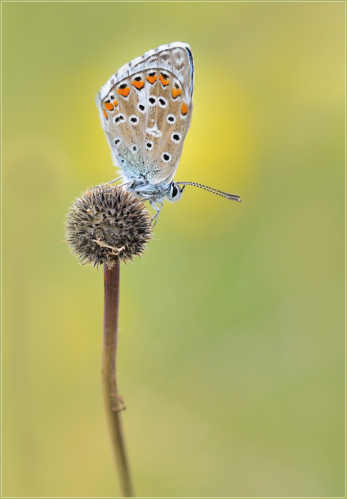*Polyommatus bellargus*