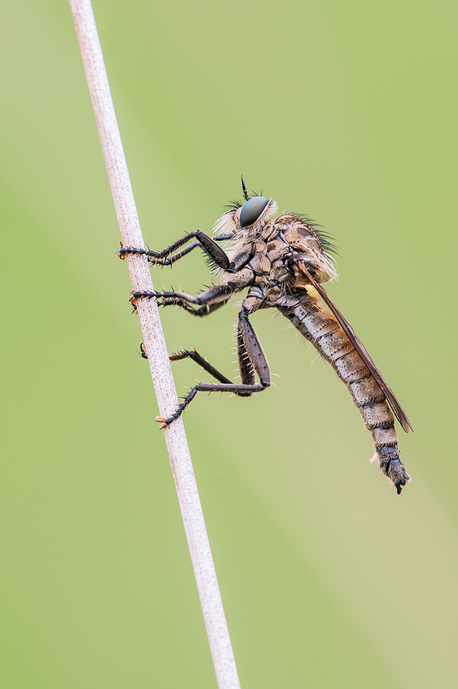 Kerbzangen-Raubfliege (Dysmachus fuscipennis)