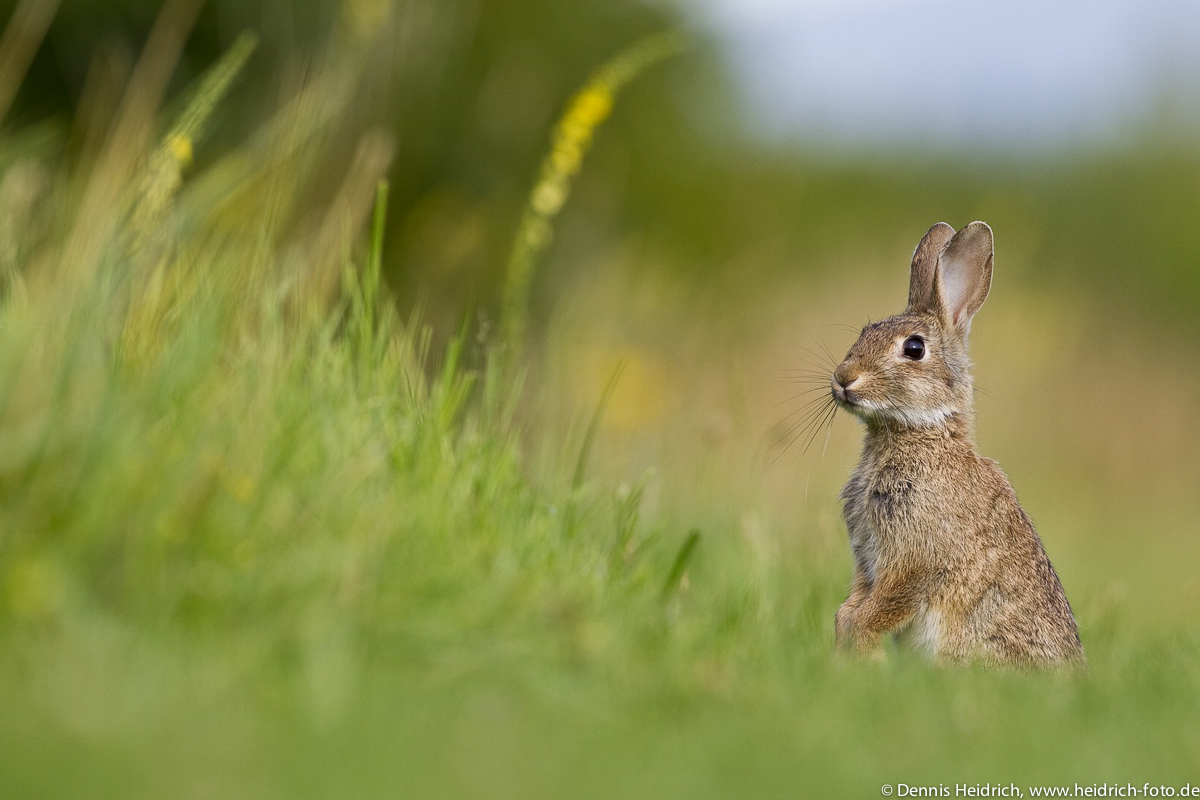 Wildkaninchen