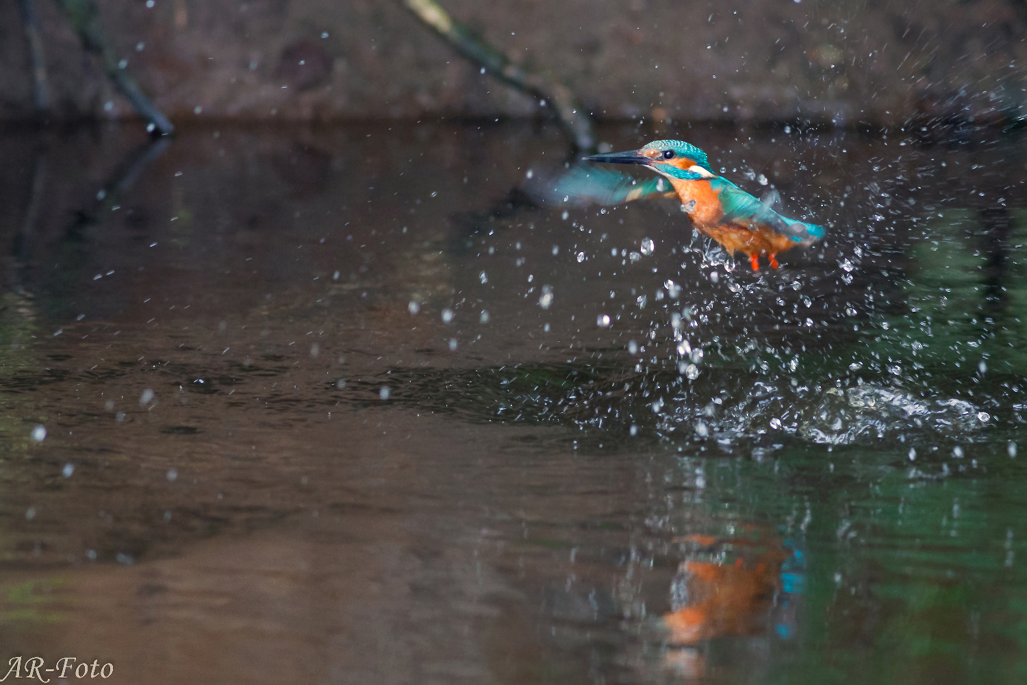 Noch ein Eisvogelbild