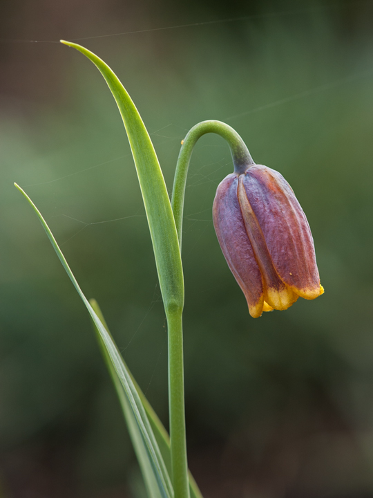 Michailovski fritillary