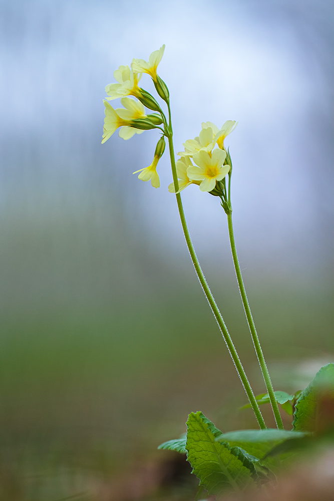 Schlüsselblume