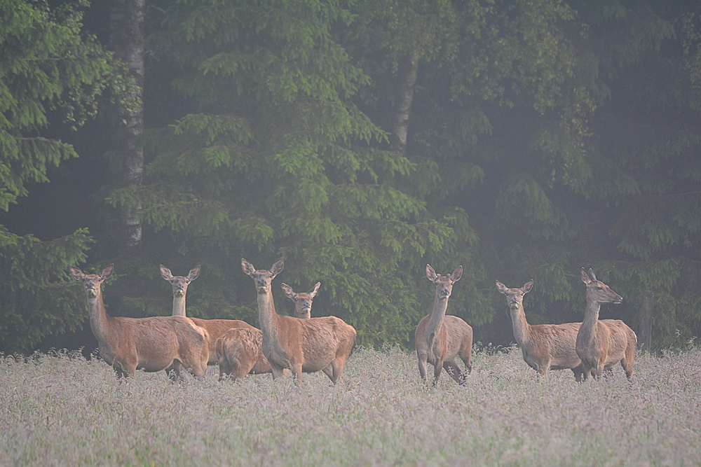 Rotwild am Morgen.
