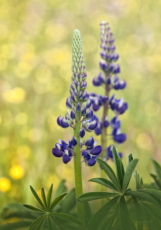 Lupinen...