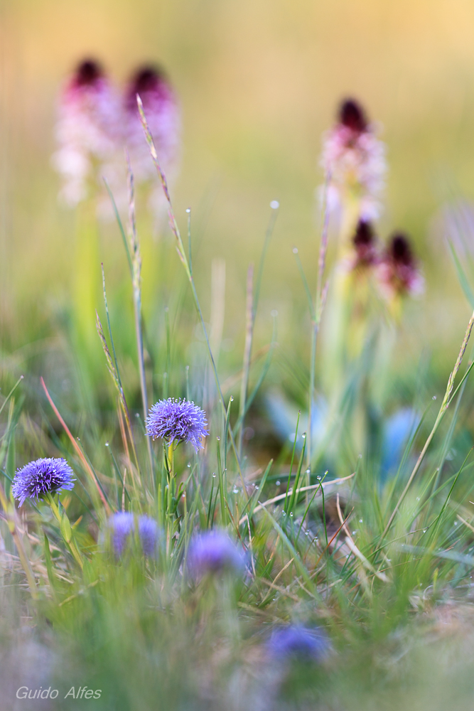 Blaue Kugelblume...