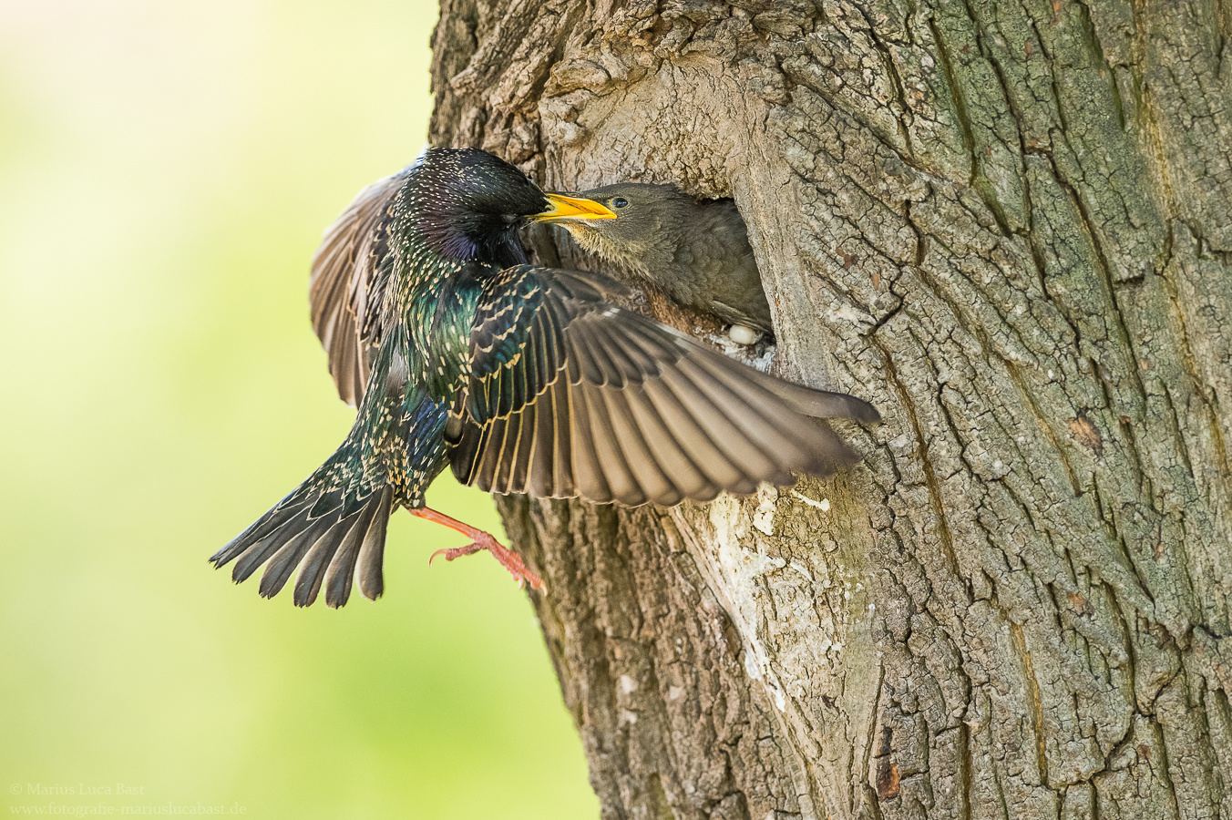 Star (Sturnus vulgaris)