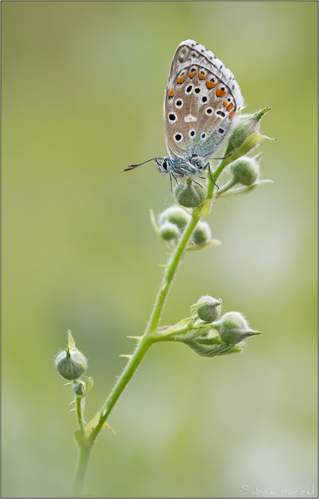 ~ adonis blue ~