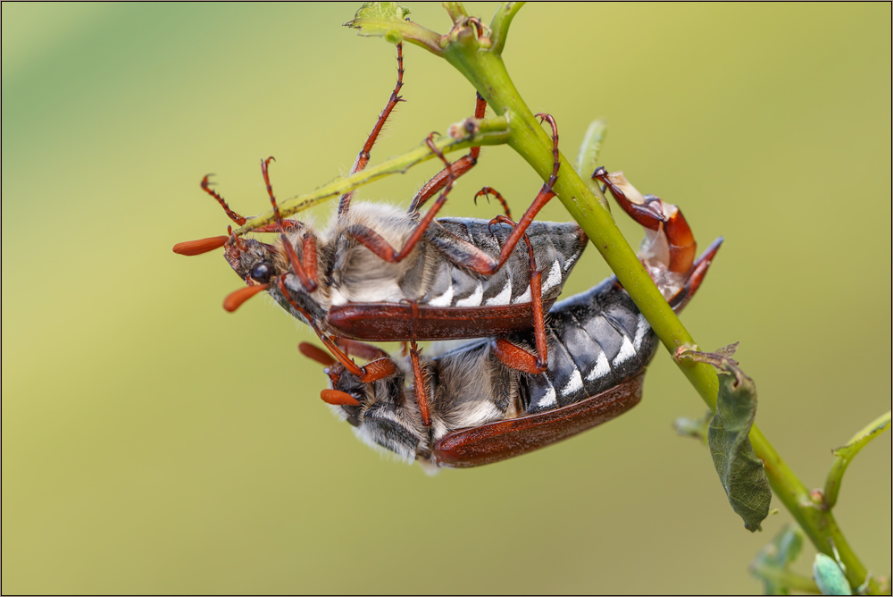 feldmaikäfer ( melolontha melolontha )