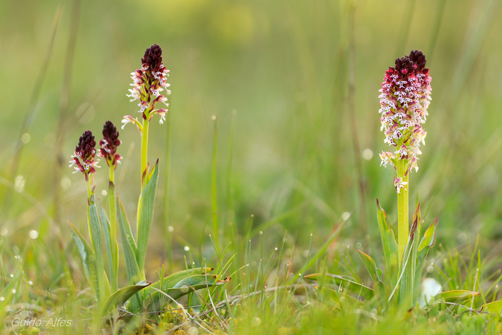 Orchideenwiese