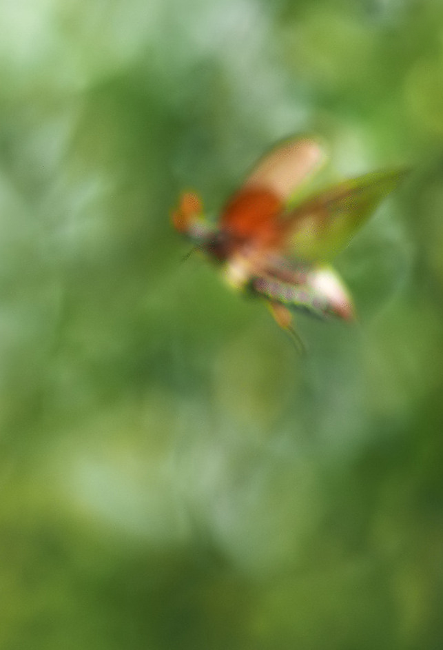 Fliegende Strelizie ?