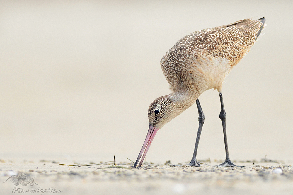 Marmorschnepfe (Limosa fedoa)