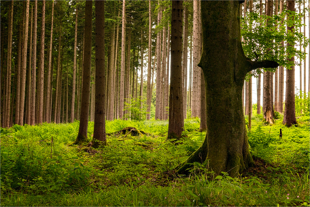 Buche im Fichtenwald