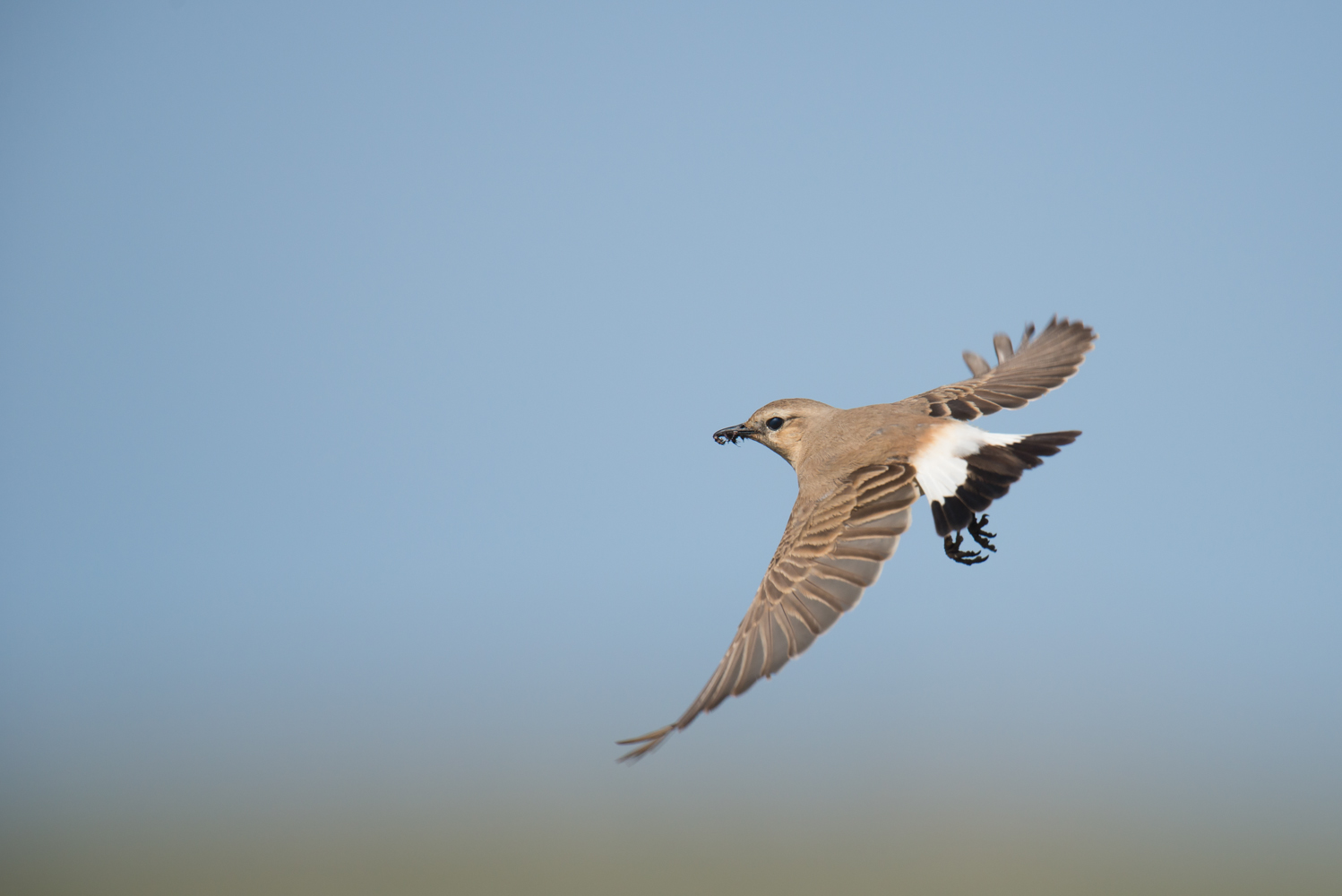 Im Flug erwischt