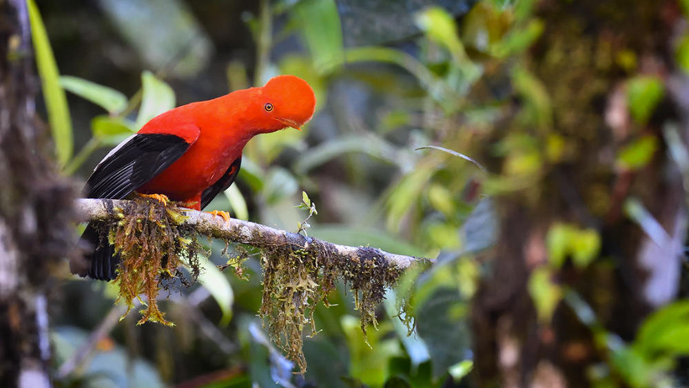 Cock of the Rock in Ecuadors Regenwald