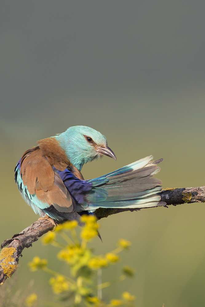 Blauracke (Coracias garrulus) beim Putzen