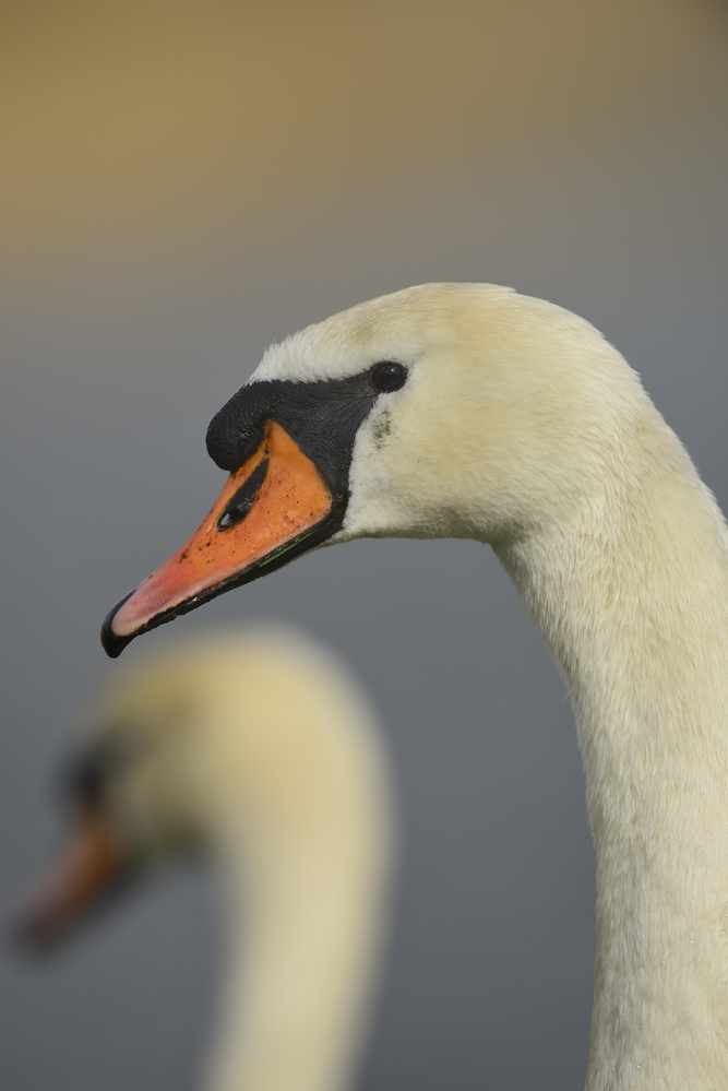 Schwanenportrait