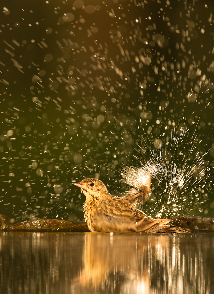 Feuerwerk