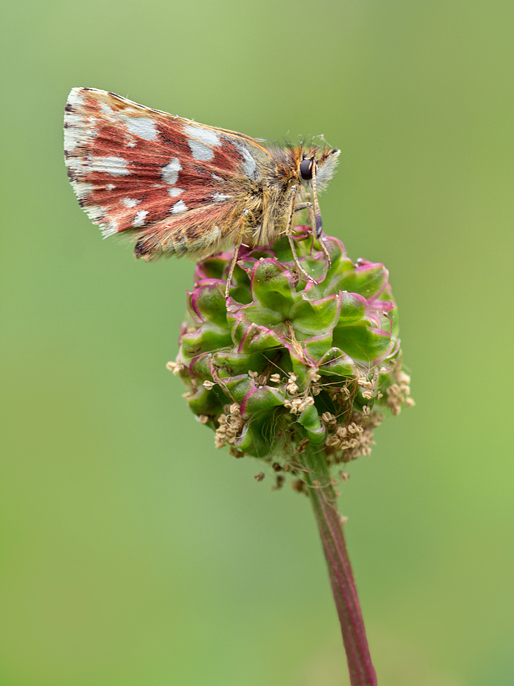 Roter Würfel-Dickkopffalter