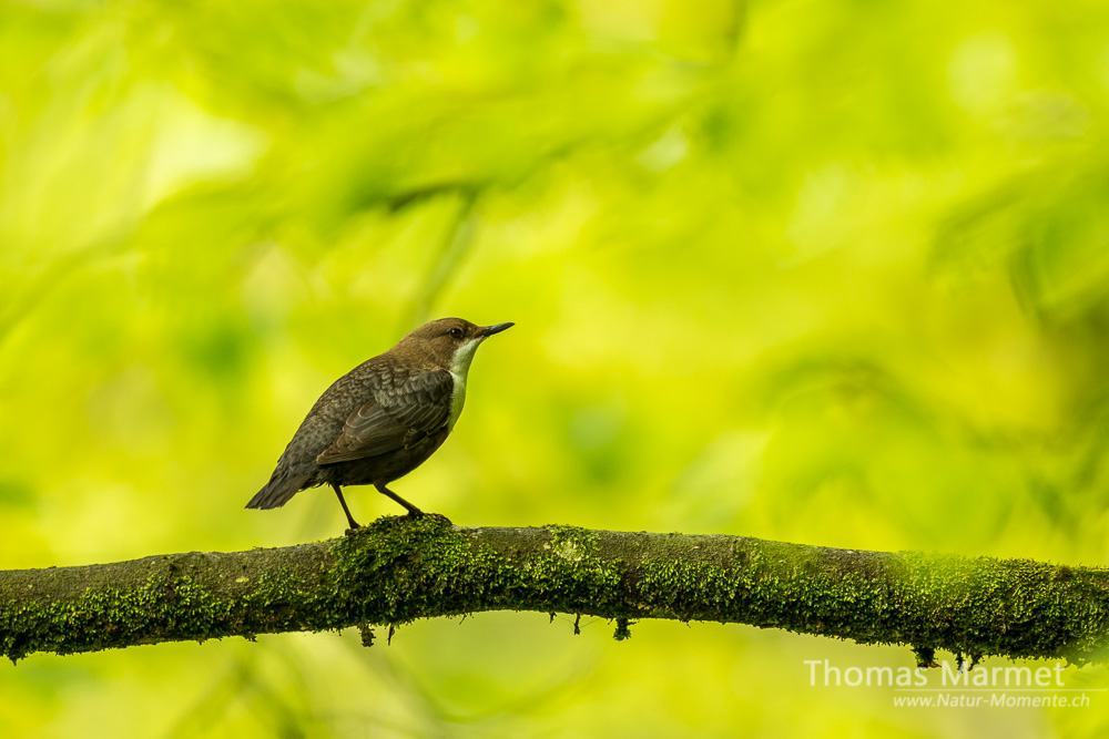 Wasseramsel