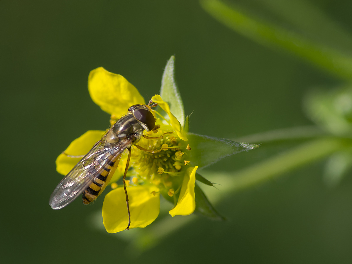 Winter-Schwebfliege