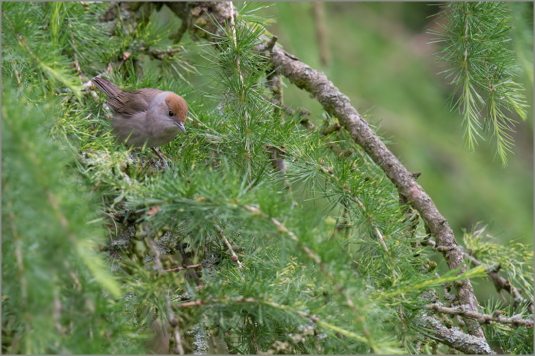 Mönchsgrasmücke (Sylvia atricapilla) ♀