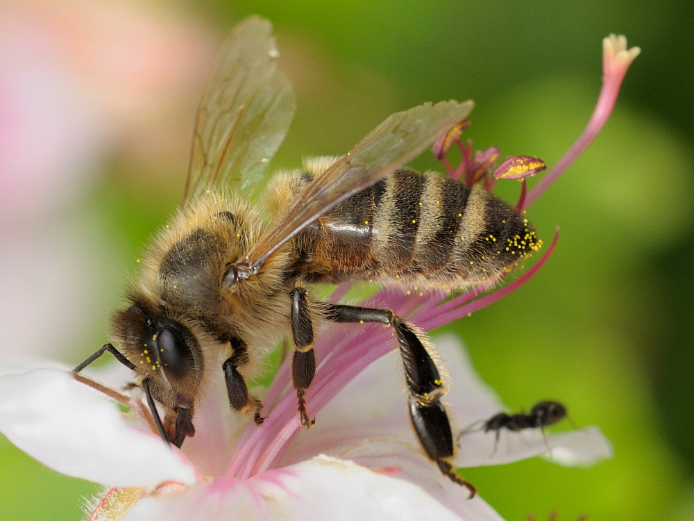 Fleißiges Bienchen.