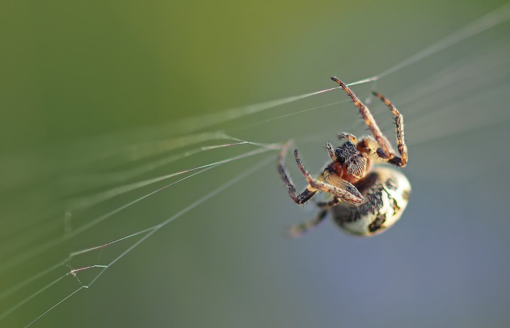 Kornblumenfeldspinne