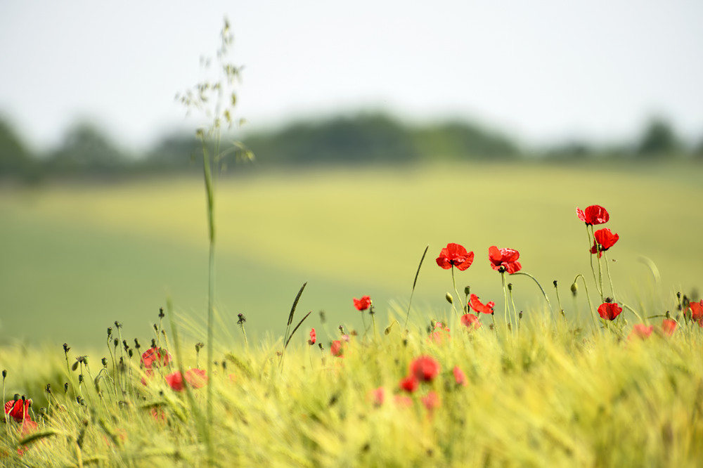 Mohnlandschaft