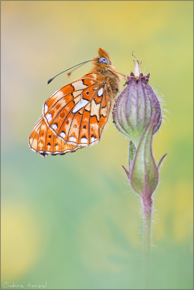 ~ boloria euphrosyne ~