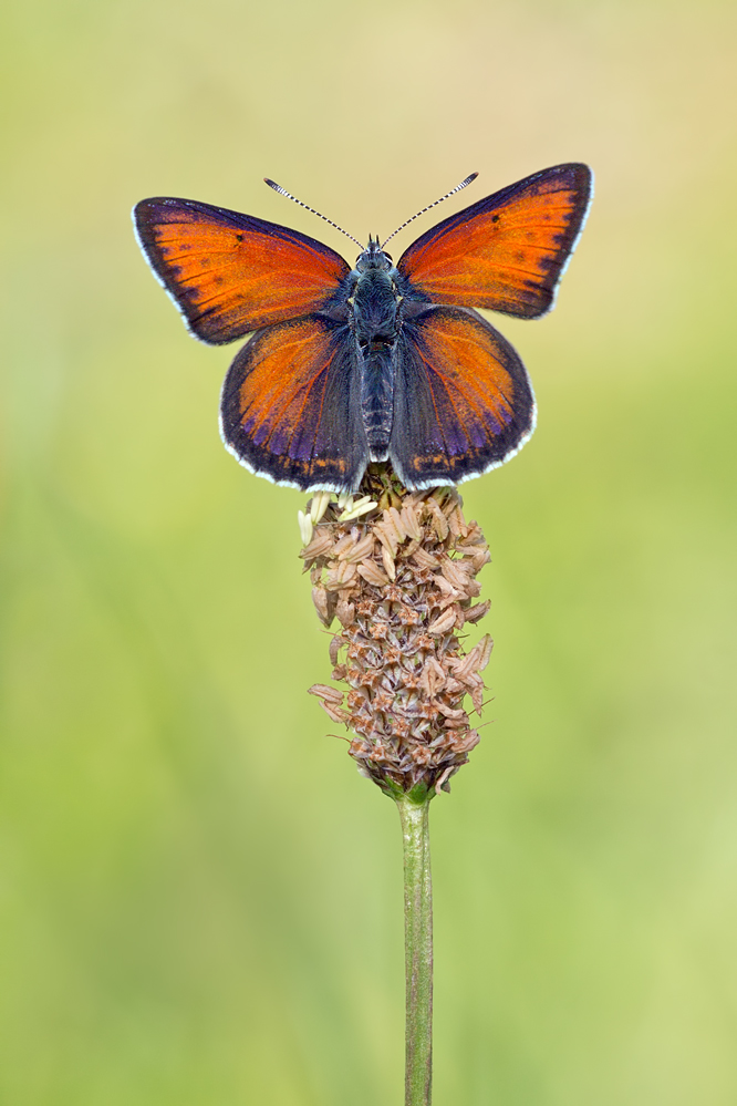 Lycaena hippothoe