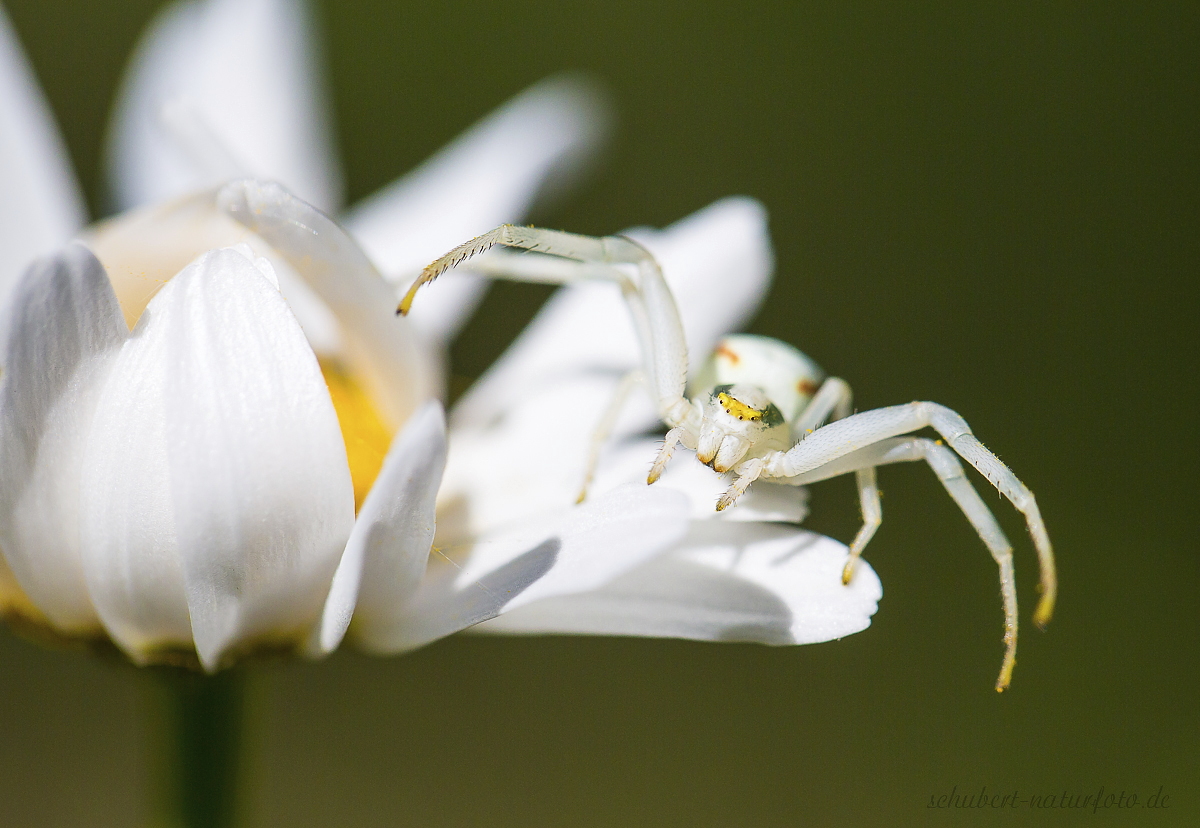 Krabbenspinne