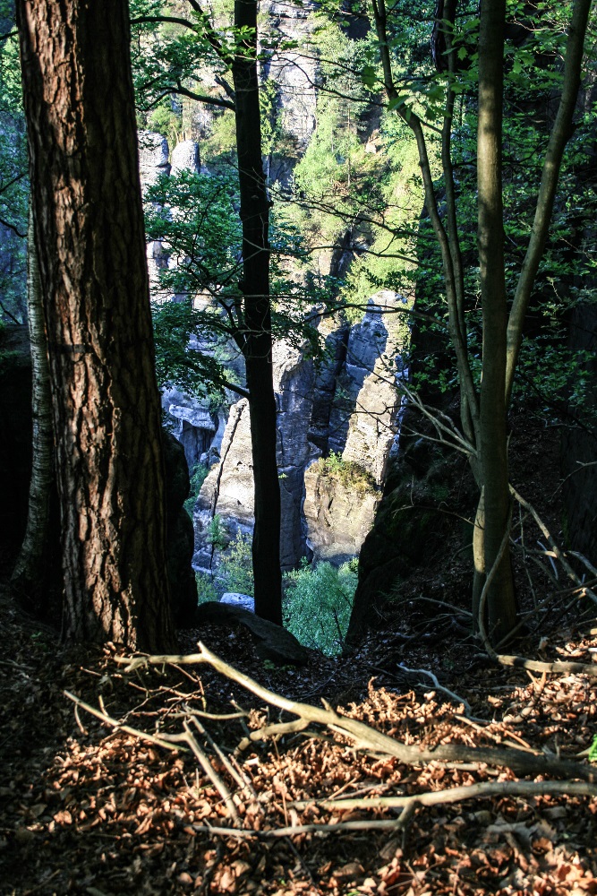 Fenster im Wald