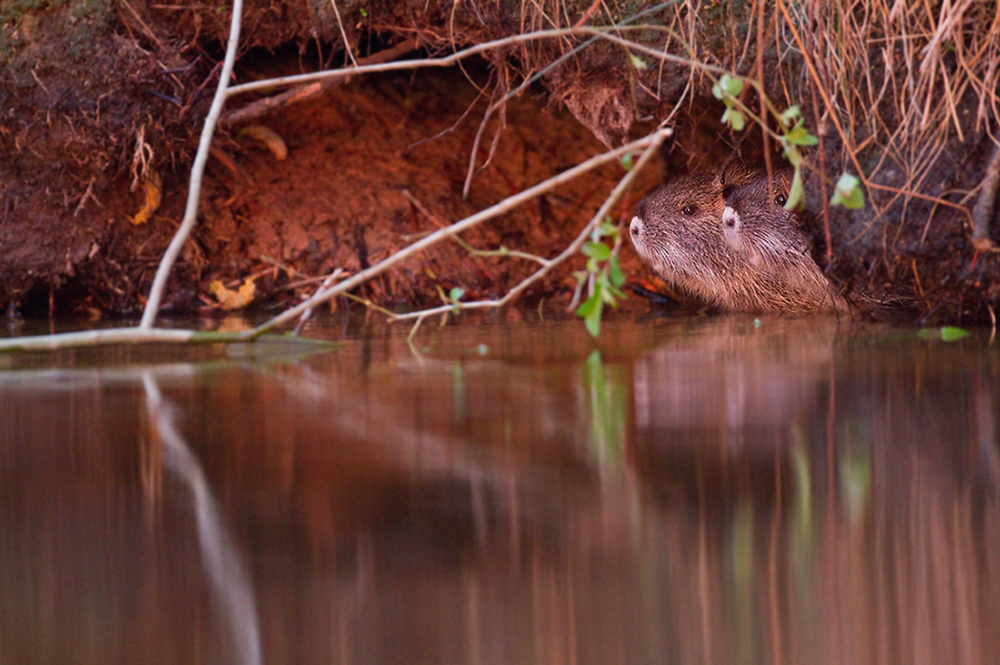 Nutria-Nachwuchs