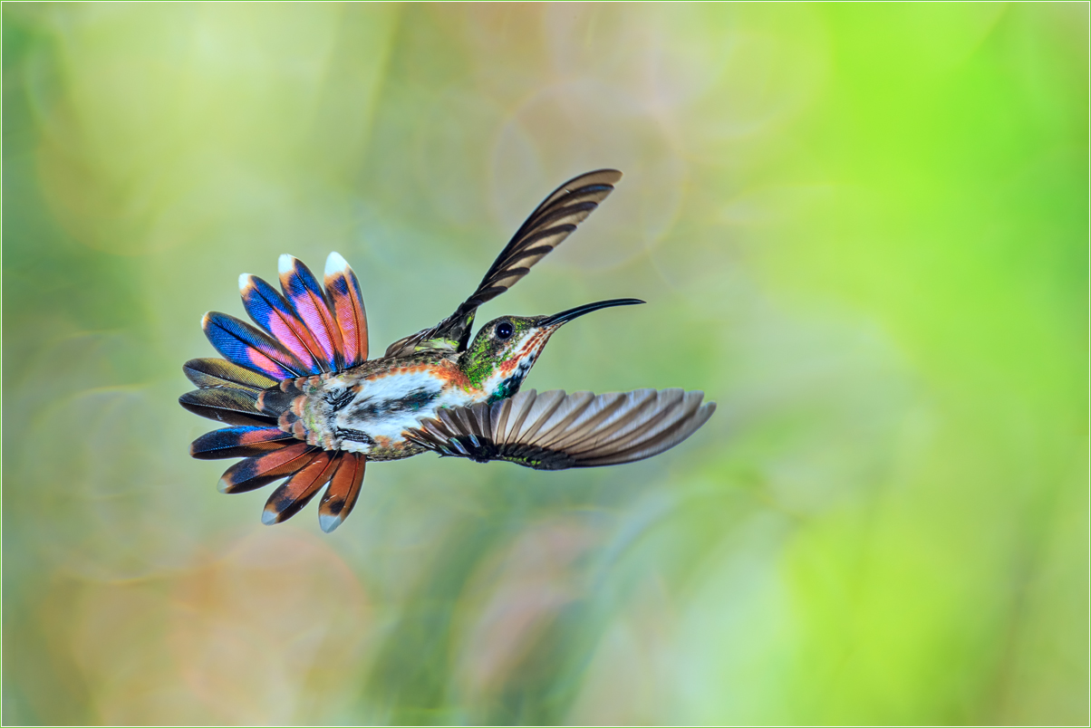 Grünbrustmango Kolibri Web.