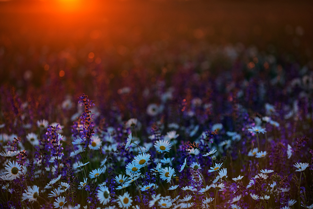 Die Sonne küsst die Blumenwiese