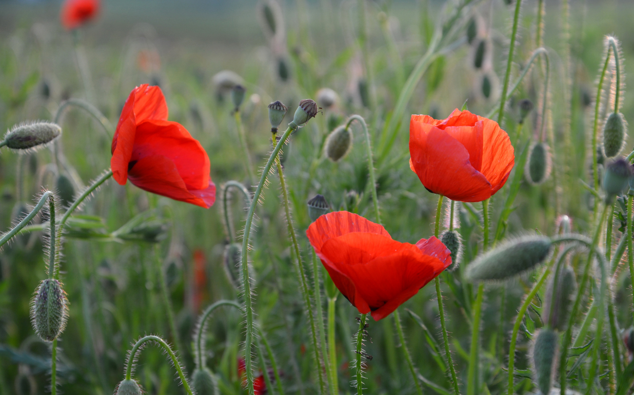 Roter Mohn...