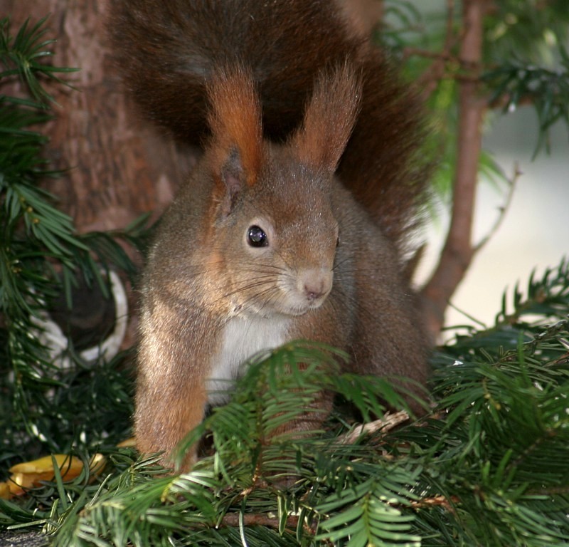 ND :                   Eichhörnchen,