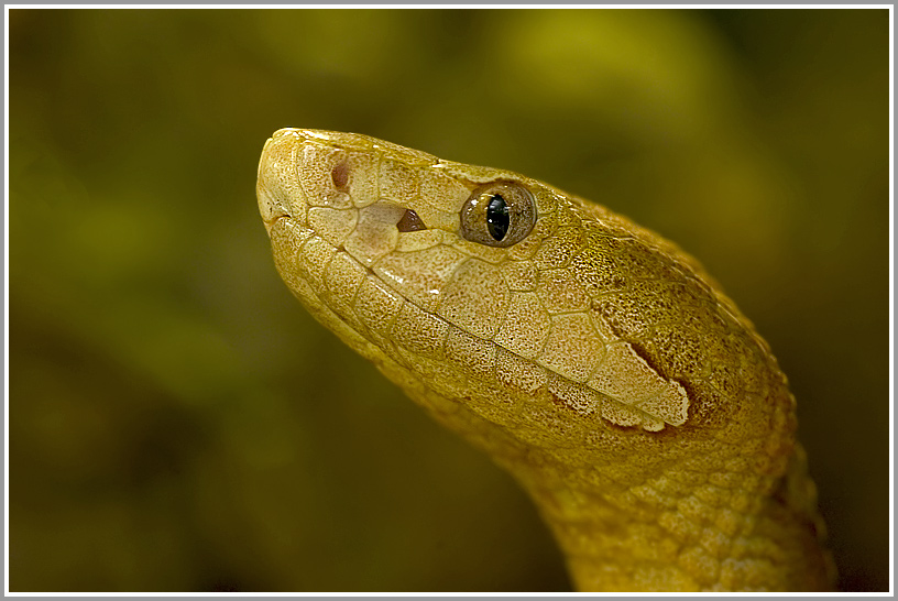 Kupferkopf (Agkistrodon ssp.), Terrazoo Rheinberg