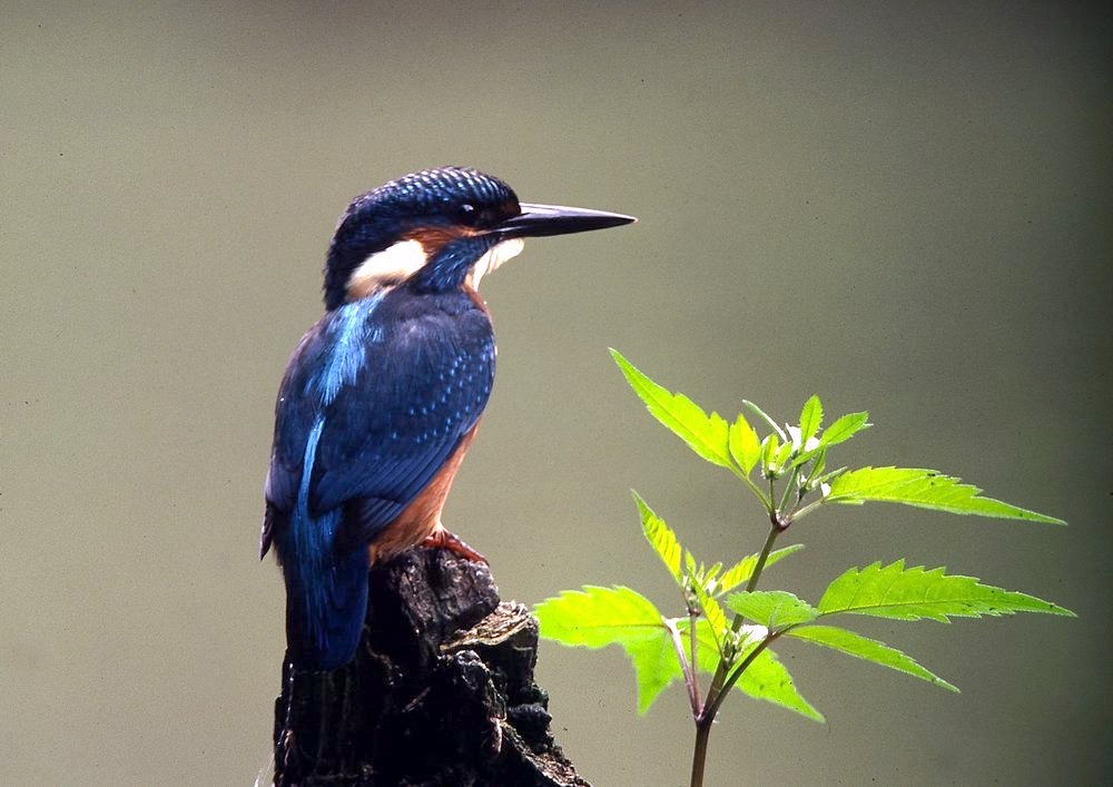 Eisvogel - ND