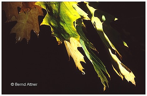 Herbstlaub