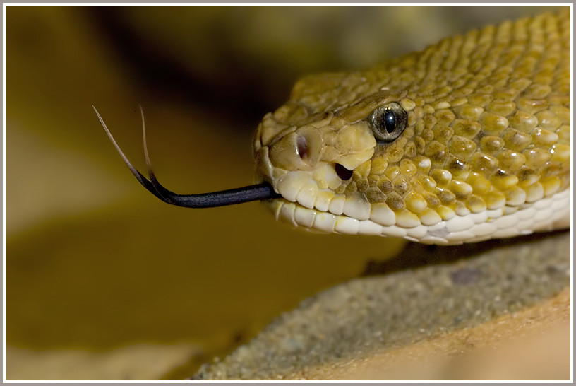 Basilisken-Klapperschlange (Cratalus basiliscus), Terrazoo Rheinberg
