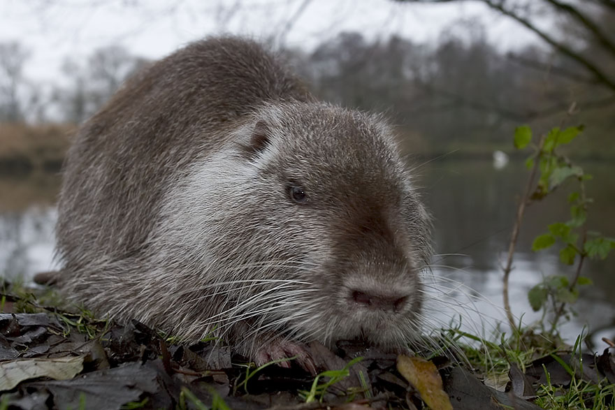 Nutria (Myocastor coypus) [KD]