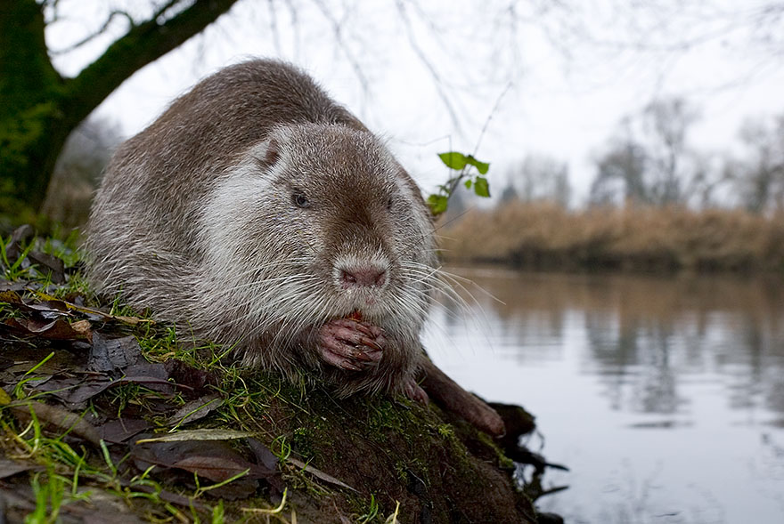 Nutria (Myocastor coypus) [KD]