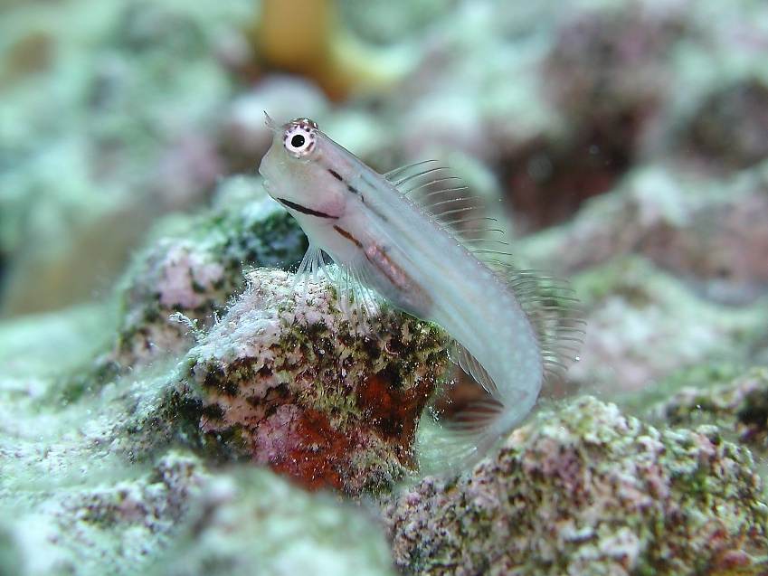Schleimfisch [ND]