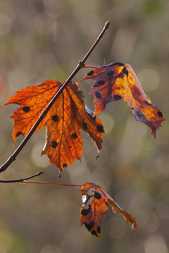 Blätter im Herbst [EBV]