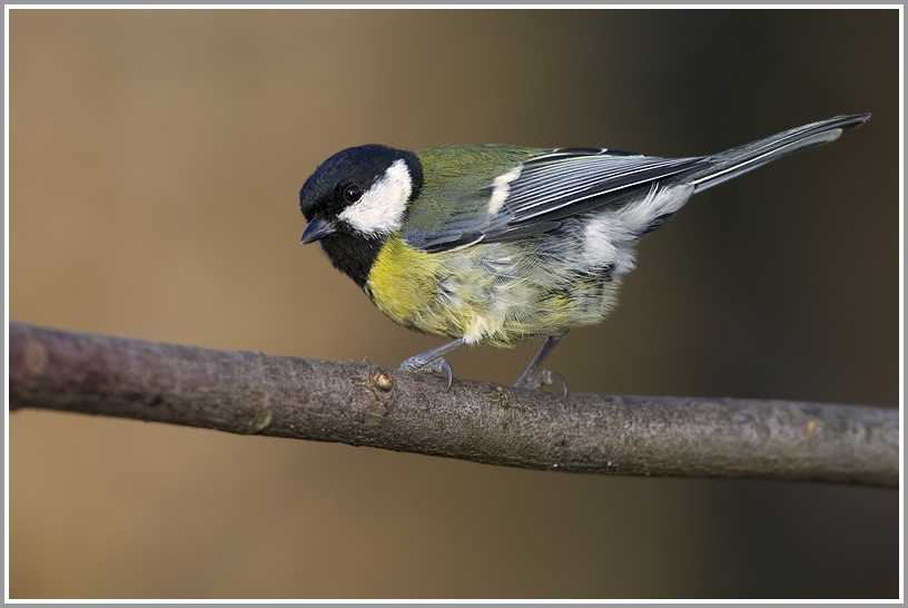 Kohlmeise (Parus major)