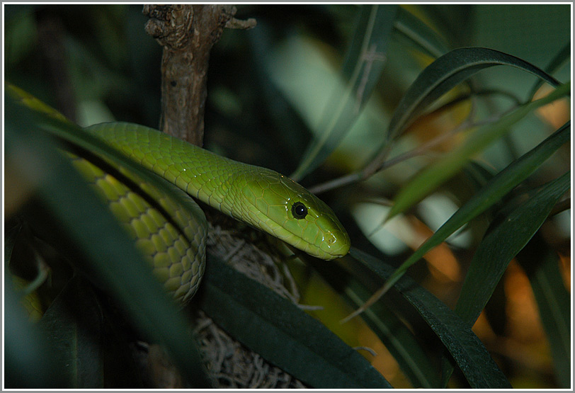 Grüne Mamba